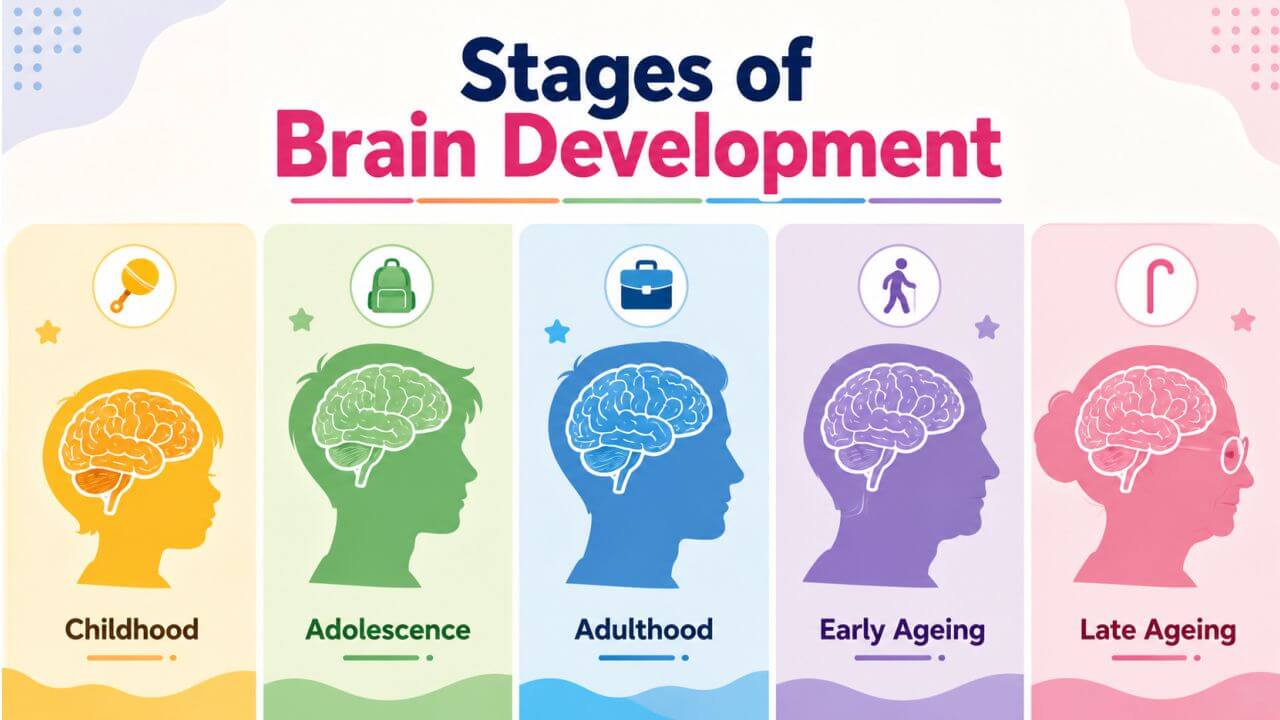 Stages of Brain Development